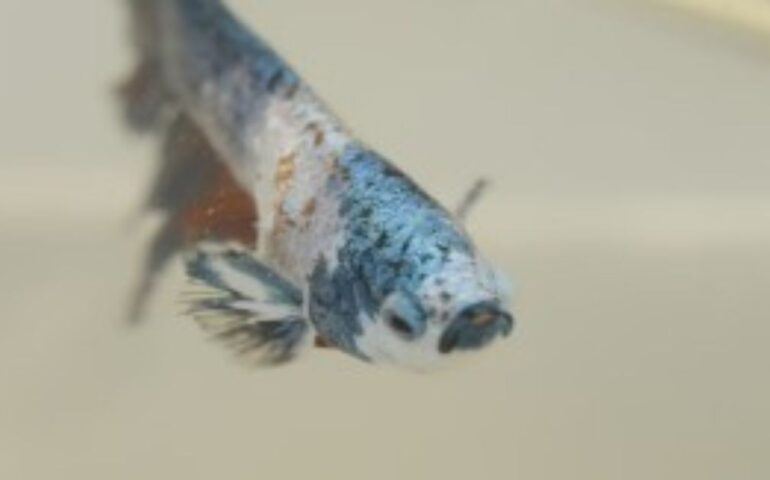 pesce