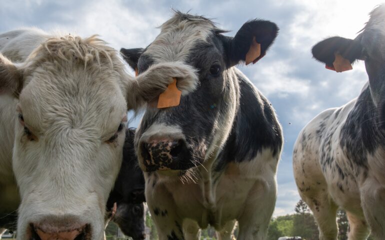 S’apretu veterinàriu est passadu: non b’at àteros focolajos de dermatite nodulare in Tàtari.