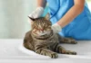 gatto dal veterinario