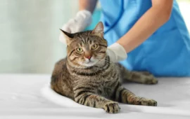 gatto dal veterinario