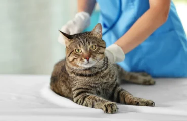 gatto dal veterinario
