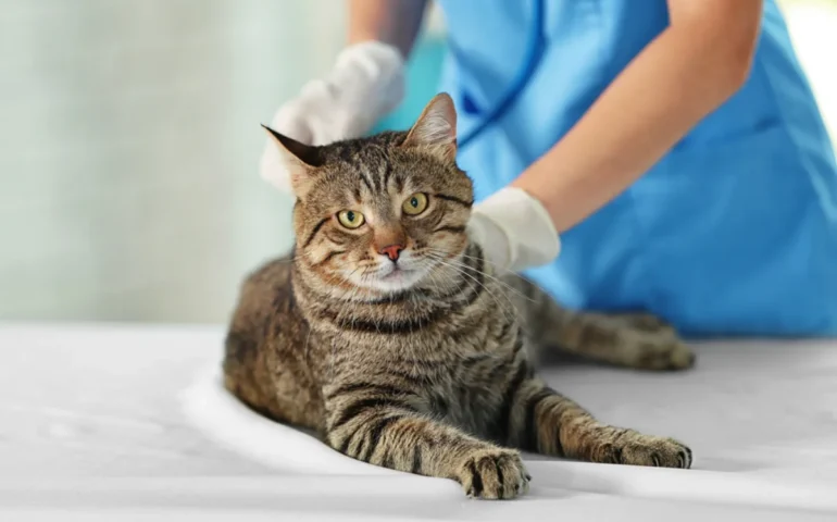 gatto dal veterinario