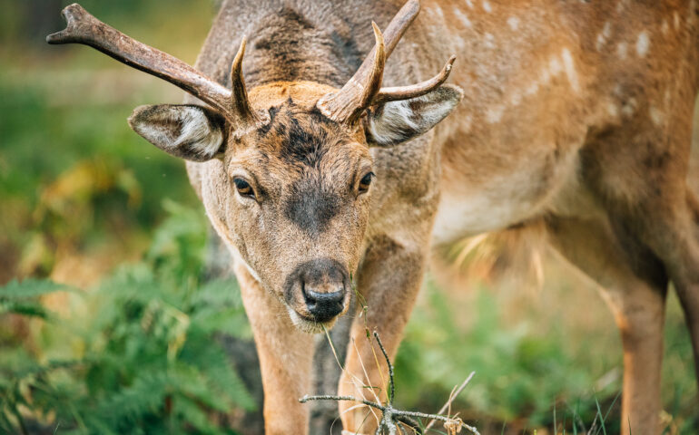Su chervu sardu cona de una torrata a nachere de s’ambiente.