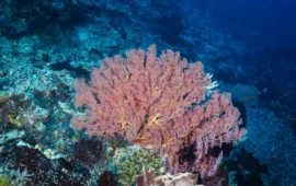 Su coraddu ruju in Sardigna:unu connottu intre mare e artesanadu.