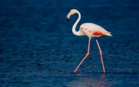 Mangones a su parcu de Molentargius, incuminzada sa criada