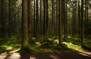 Buscos Abertos 2026, battoro addobios po iscoperrere su Parcu de Tepilora