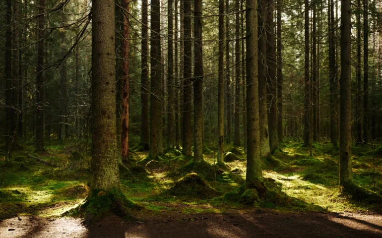 Buscos Abertos 2026, battoro addobios po iscoperrere su Parcu de Tepilora