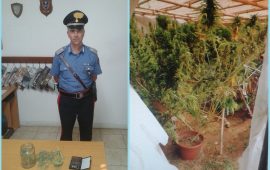 Arresto santadi piante marijuana carabinieri