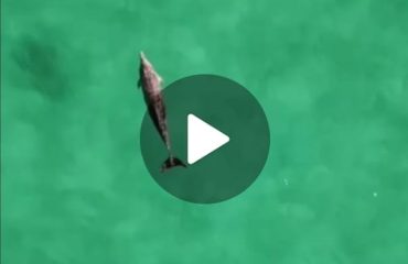 delfino-poetto-cagliari