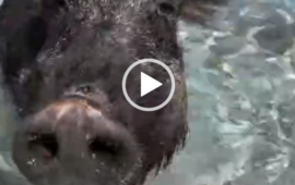 cinghiale si fa il bagno all'isola di spargi