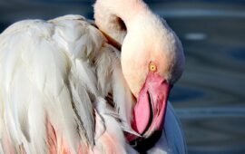 fenicottero rosa PH Luca Cocco