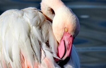 fenicottero rosa PH Luca Cocco