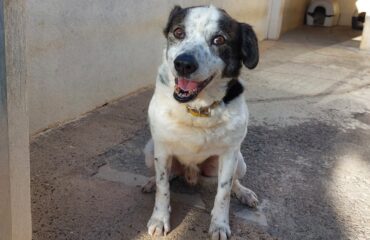cane in cerca di casa