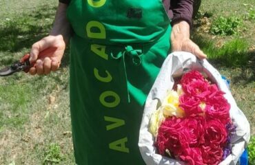 fiori del giardino di lu