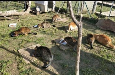 gatti in adozione