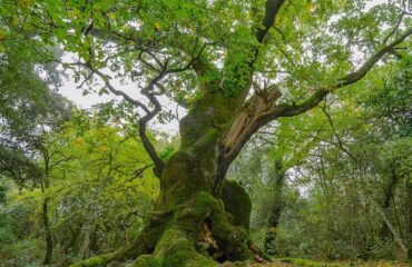 Roverella sarda più antica d'Europa
