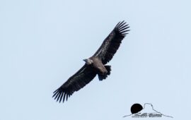 avvoltoio grifone, sardegna PH Cristian Mascia