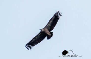 avvoltoio grifone, sardegna PH Cristian Mascia