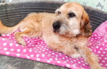 cane in cerca di casa