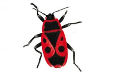 cimice