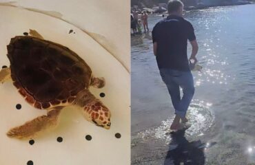 tartaruga salvata a marceddì