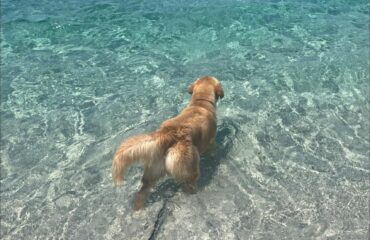 cabras area cani