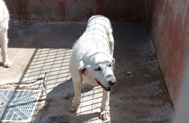 cane anziano
