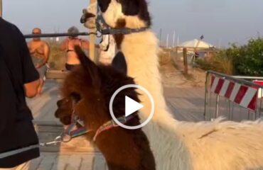lama e alpaca al poetto