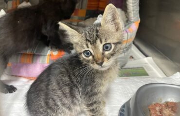 gattini in cerca di casa