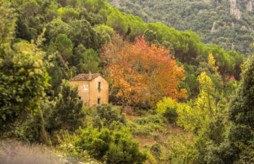 Autunno in Sardegna, caratteristico foliage dell'acero tra i tacchi d'Ogliastra (foto C.Mascia per Sardegna Foreste)