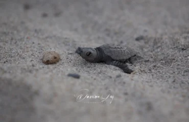 caretta caretta