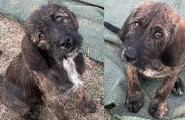 cuccioli abbandonati