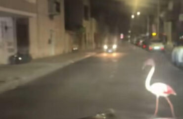 Un fenicottero ad Assemini