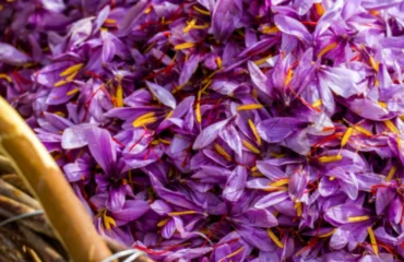 festival dello zafferano