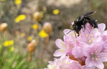nuova ape scoperta in sardegna
