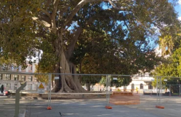 Ficus piazza Matteotti pH Comune di Cagliari