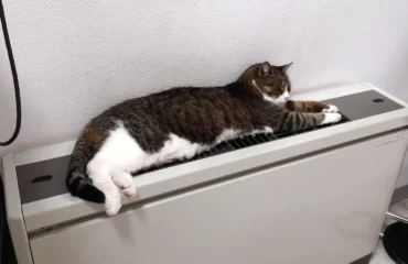 gatto del cimitero di san michele