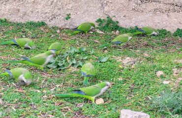 Pappagallini a Cagliari, foto Facebook
