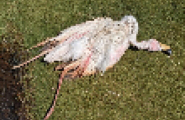 Un fenicottero morto