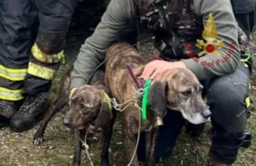 cani salvatio villassalto PH Vigili del fuoco