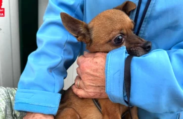 cane in cerca di casa