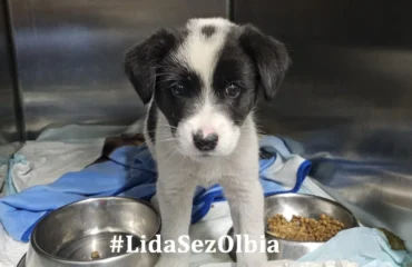 cucciola abbandonata