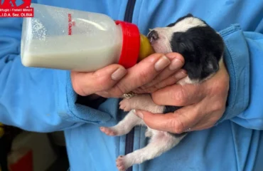 cuccioli abbandonati