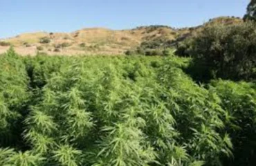 piantagione di marijuana