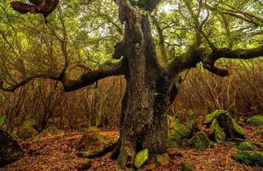 albero di morgongiori