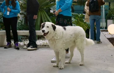 area pet aeroporto cagliari