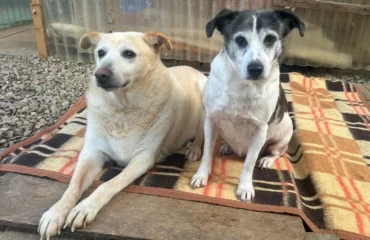 cagnette in cerca di casa