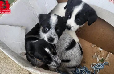 cuccioli abbandonati