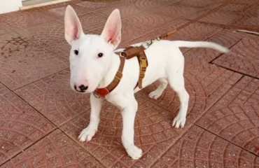 cucciolo ferito abbandonato