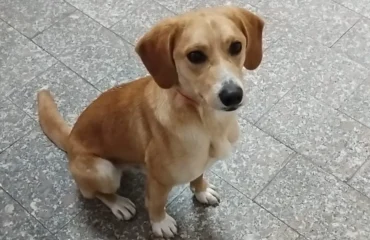 cucciolo in adozione